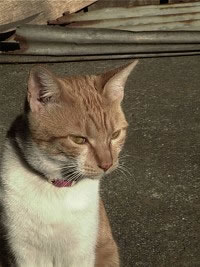 �����ө��Ƶķ���������