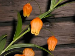 ʹ���������������һƬ��ڵ�ԭ��