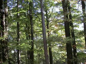 ʹ�������������������Ӱ���ı���Ƭ�о�