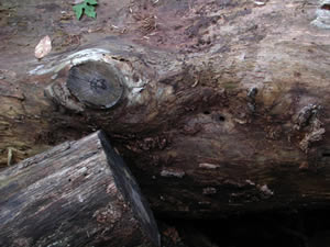 ʹ������������ûƽ�ָ���¾���˲��